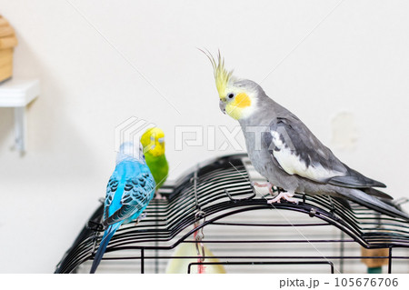【ペット】籠の上で遊ぶセキセイインコとオカメインコ 105676706