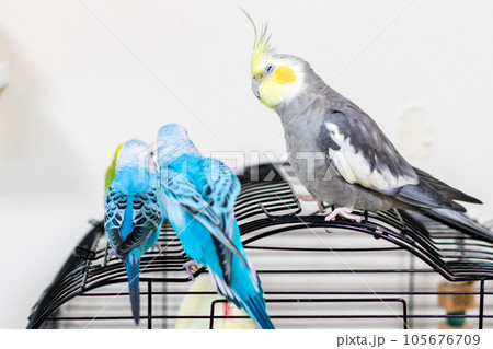 【ペット】籠の上で遊ぶセキセイインコとオカメインコ 105676709