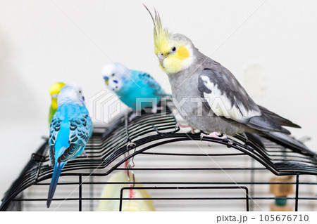 【ペット】籠の上で遊ぶセキセイインコとオカメインコ 【ペット】籠の上で遊ぶセキセイインコとオカメインコ 105676710