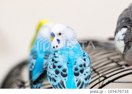 【ペット】振り返るセキセイインコ 105676716