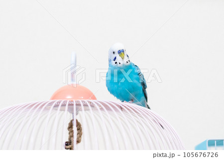 【ペット】籠の上で待機中のセキセイインコ 105676726