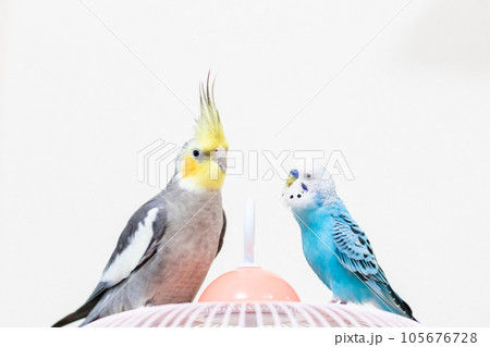 【ペット】籠の上のオカメインコとセキセイインコ 105676728