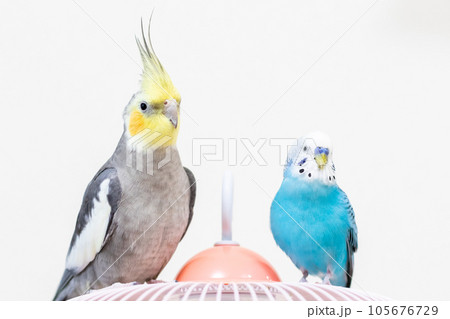 【ペット】籠の上のオカメインコとセキセイインコ 【ペット】籠の上のオカメインコとセキセイインコ 105676729