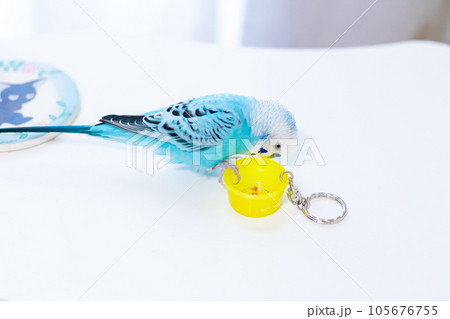 【ペット】おもちゃで遊ぶセキセイインコ 【ペット】おもちゃで遊ぶセキセイインコ 105676755