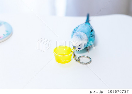 【ペット】おもちゃで遊ぶセキセイインコ 105676757