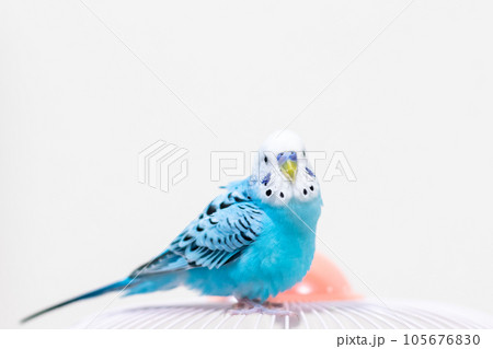 【ペット】籠の上から様子を見るセキセイインコ 【ペット】籠の上から様子を見るセキセイインコ 105676830