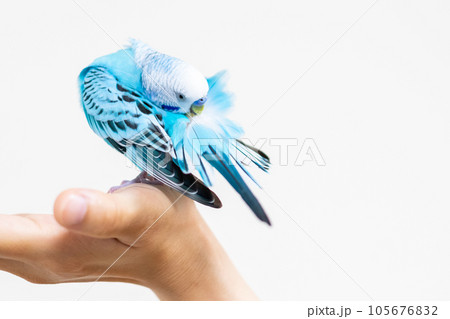 【ペット】手の上で羽繕いをするセキセイインコ 105676832