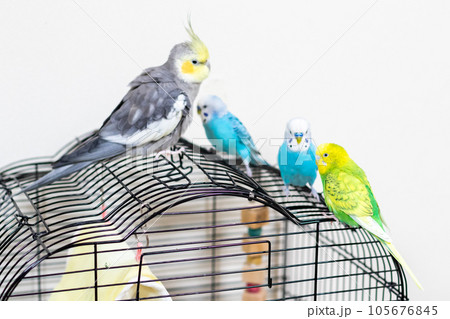 【ペット】籠の上のセキセイインコとオカメインコ 105676845