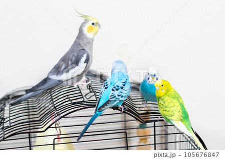 【ペット】籠の上のセキセイインコとオカメインコ 105676847