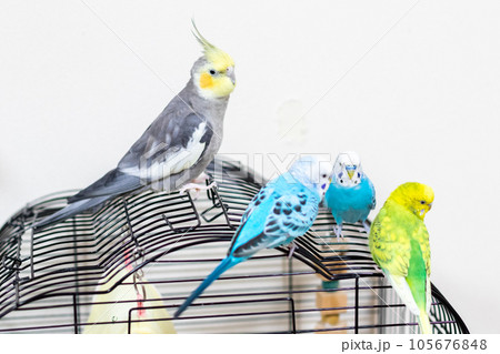 【ペット】籠の上のセキセイインコとオカメインコ 105676848