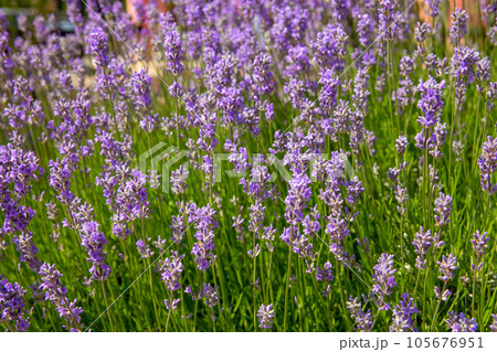 Lavender bushes closeup at sunny day. 105676951