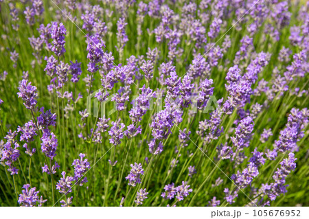 Lavender bushes closeup at sunny day. 105676952