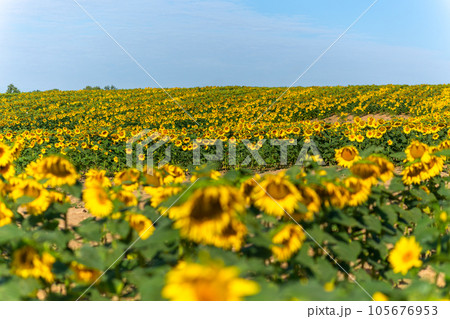Field of blooming sunflowers 105676953