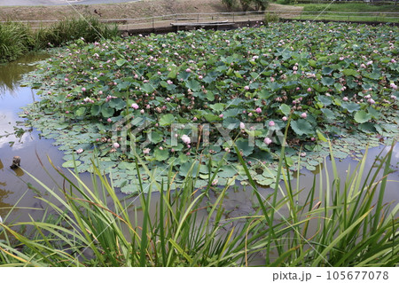 首洗い池 首洗い池 105677078