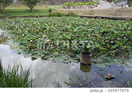 首洗い池 首洗い池 105677079