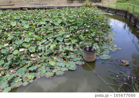 首洗い池 首洗い池 105677080