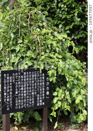 長篠城址 さかさ桑 長篠城址 さかさ桑 105677097