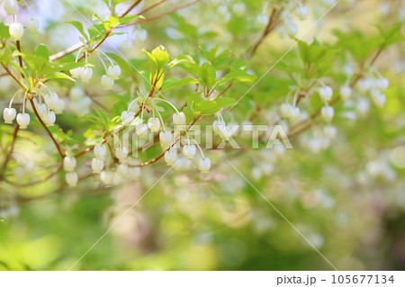 可愛い　ドウダンツツジの花 105677134