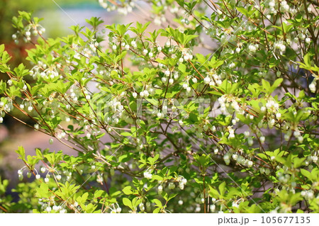 可愛い ドウダンツツジの花 可愛い ドウダンツツジの花 105677135