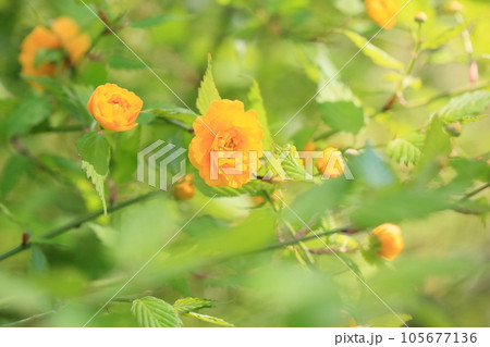 ヤマブキの花 105677136