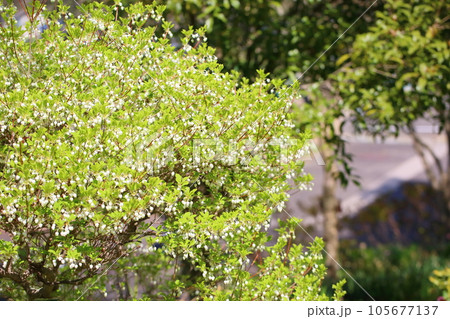 爽やか ドウダンツツジの花 爽やか ドウダンツツジの花 105677137