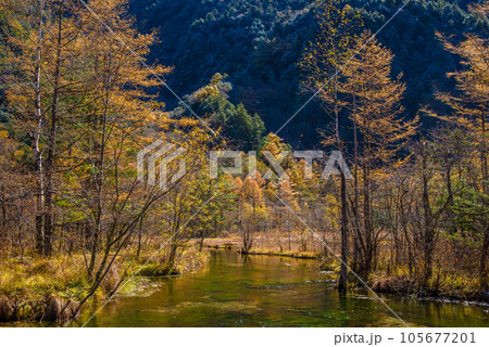【絶景！上高地の秋】紅葉するカラマツの木立と田代池 105677201