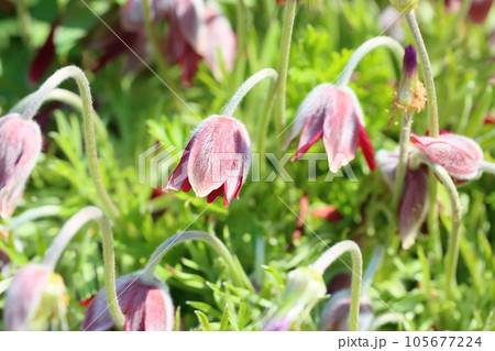 オキナグサの花 オキナグサの花 105677224