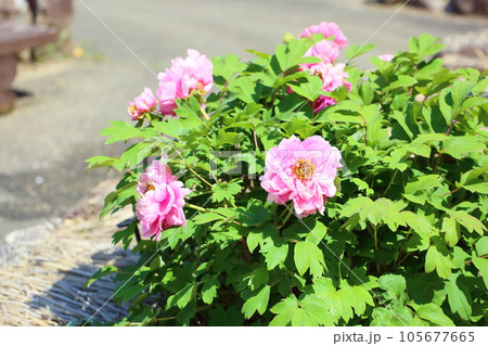 可愛い ボタンの花 可愛い ボタンの花 105677665