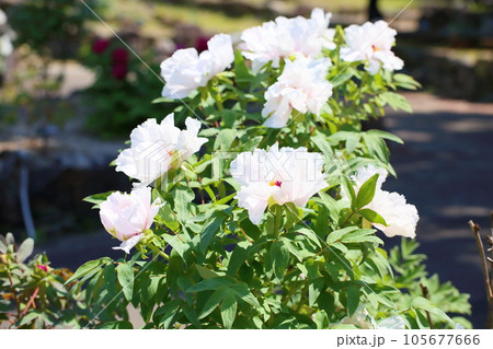 爽やか　ボタンの花 105677666