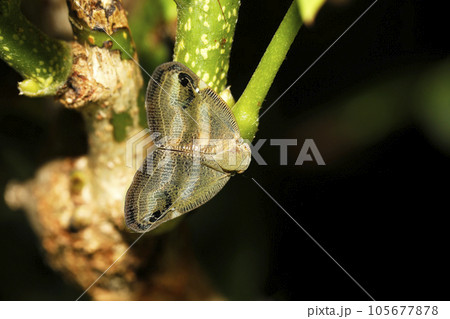 ベッコウハゴロモ 105677878