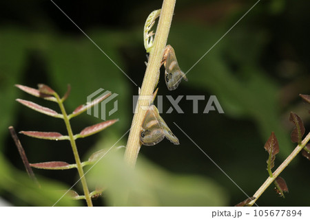 ベッコウハゴロモ 105677894