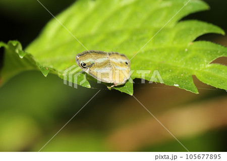 ベッコウハゴロモ 105677895