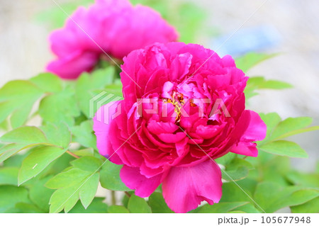 鮮やか　ボタンの花　洛陽紅 105677948