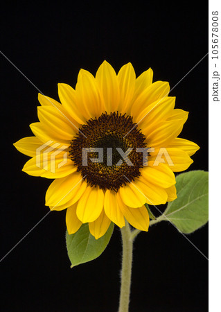 ひまわりの花 ひまわりの花 105678008