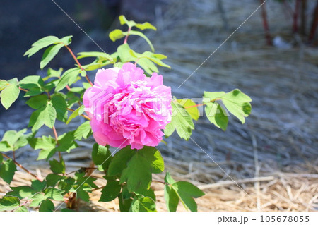 可愛い　ボタンの花　彩会 105678055