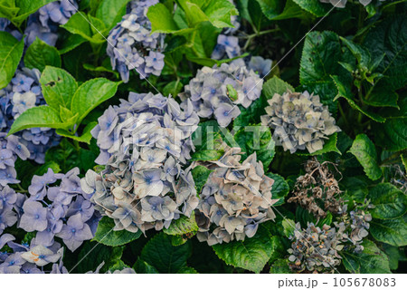 枯れ始めの紫陽花【夏】 枯れ始めの紫陽花【夏】 105678083
