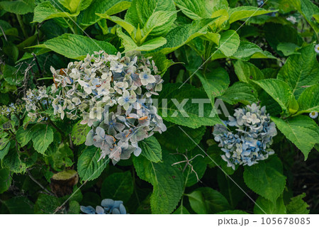 枯れ始めの紫陽花【夏】 枯れ始めの紫陽花【夏】 105678085