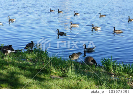 ボストンチャールズリバーの緑あふれる公園 ボストンチャールズリバーの緑あふれる公園 105678392