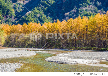 絶景の上高地！秋景色【黄金色に輝く落葉松と梓川の流れ】 105678517