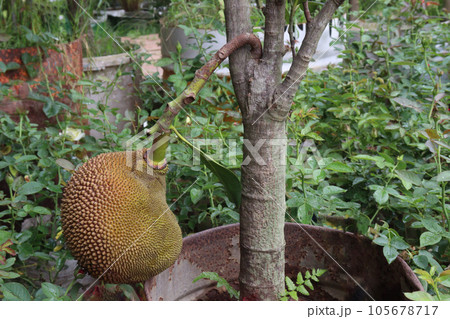 jackfruit on tree in farm 105678717