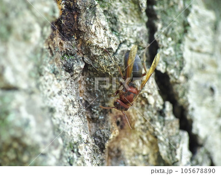 チャイロスズメバチ 105678890