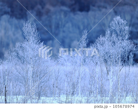 朝日に輝く霧氷 105678974