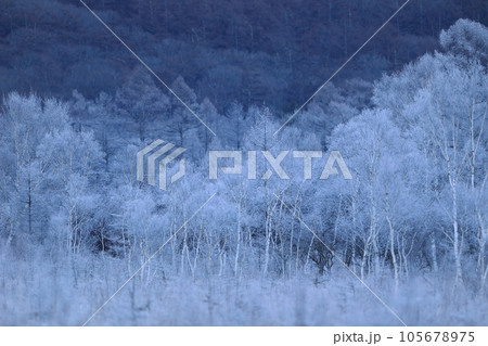 朝日に輝く霧氷 朝日に輝く霧氷 105678975