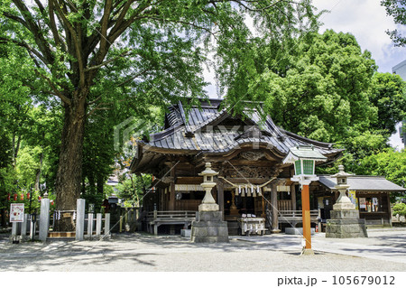 東京都　田無神社（たなしじんじゃ）　拝殿とご神木　五龍神のパワースポット 105679012