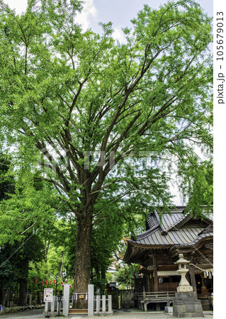 東京都 田無神社(たなしじんじゃ) ご神木 五龍神のパワースポット 東京都 田無神社(たなしじんじゃ) ご神木 五龍神のパワースポット 105679013