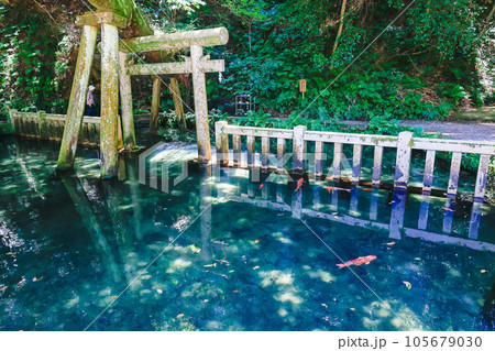 御手洗池の鯉 105679030