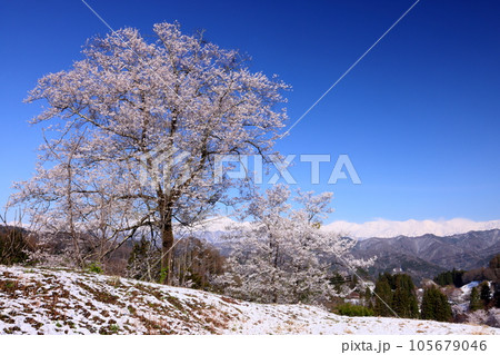 長野県上水内郡小川村小根山 季節外れの積雪した立屋番所の桜山のサクラと冠雪した北アルプス 長野県上水内郡小川村小根山 季節外れの積雪した立屋番所の桜山のサクラと冠雪した北アルプス 105679046