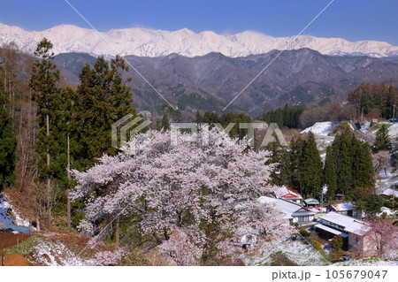 長野県上水内郡小川村小根山　季節外れの積雪した立屋番所の桜山のサクラと冠雪した北アルプス 105679047