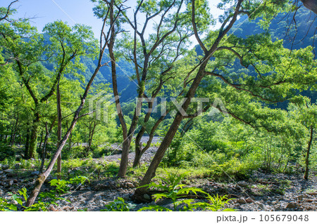 湯吹きの滝上流の風景　湯檜曽川　みなかみ町　　 105679048