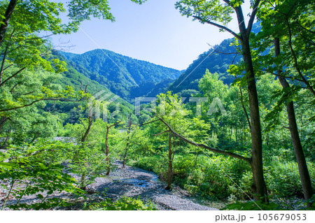 湯吹きの滝上流の風景　湯檜曽川　みなかみ町　　 105679053